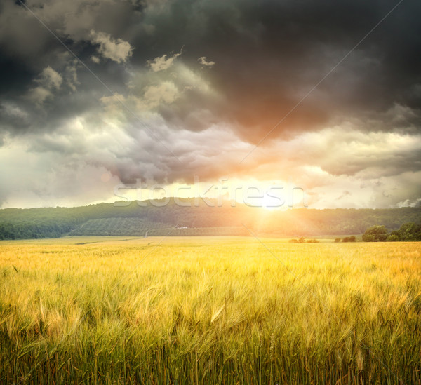 Stockfoto: Veld · tarwe · wolken · natuur · hemel