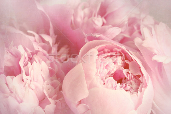 Closeup of peony flowers  Stock photo © Sandralise