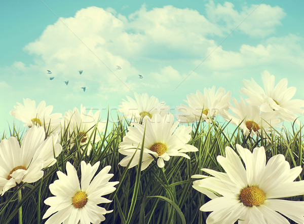 Vintage look of summer daisies in grass Stock photo © Sandralise