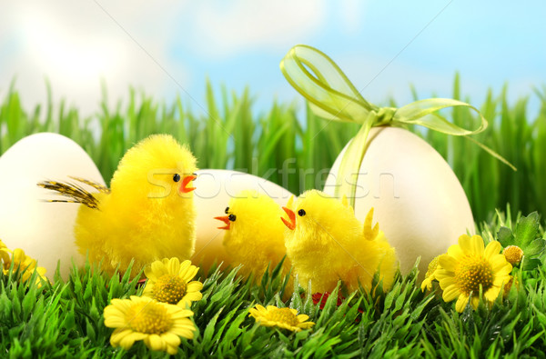 Stock photo: Little yellow easter chicks in the tall grass 