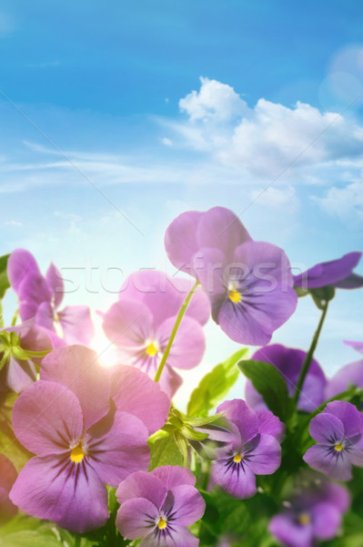 Spring violet flowers against a blue sky Stock photo © Sandralise