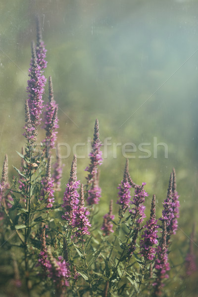 Purple wild flowers growing in field Stock photo © Sandralise