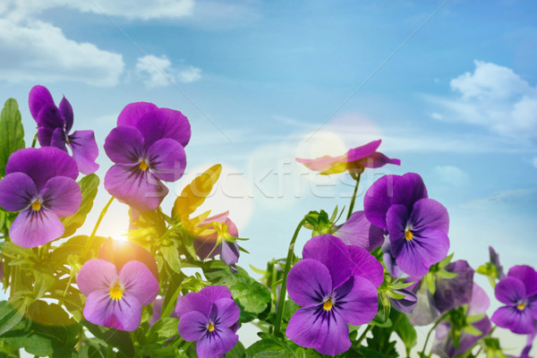 Purple violets against a sky background Stock photo © Sandralise