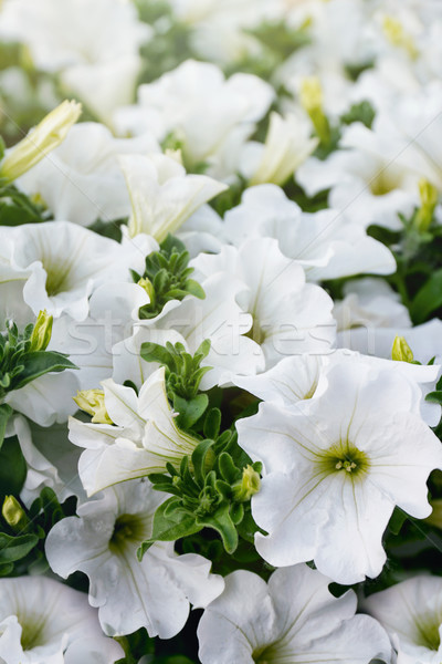 Closeup of white petunia flowers in the sun Stock photo © Sandralise