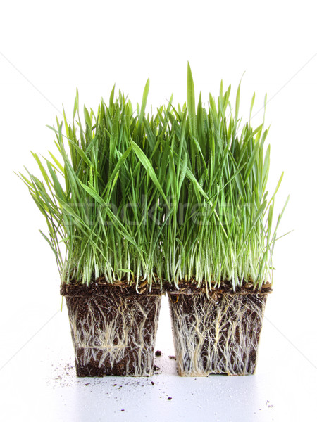świeże pszenicy trawy biały tle roślin Zdjęcia stock © Sandralise
