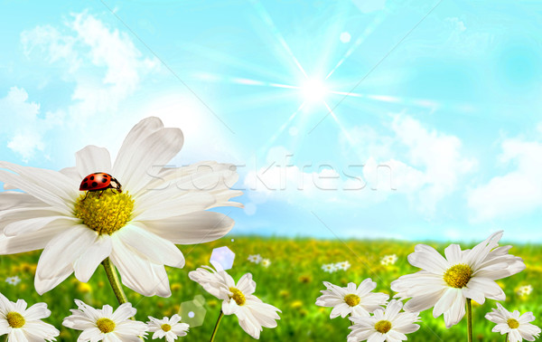 Mare margarete câmp nori cer flori Imagine de stoc © Sandralise