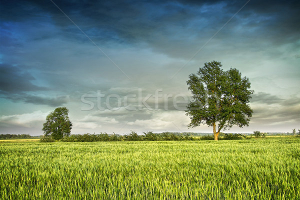 Beautiful summer fields of wheat  Stock photo © Sandralise