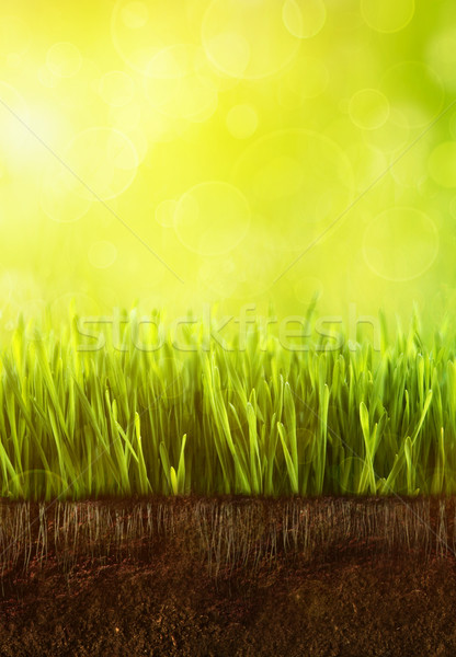 Fresh spring grass with dew against a blue sky Stock photo © Sandralise