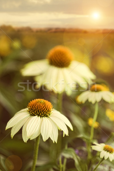 Zdjęcia stock: Dziedzinie · tekstury · trawy · lata · Daisy