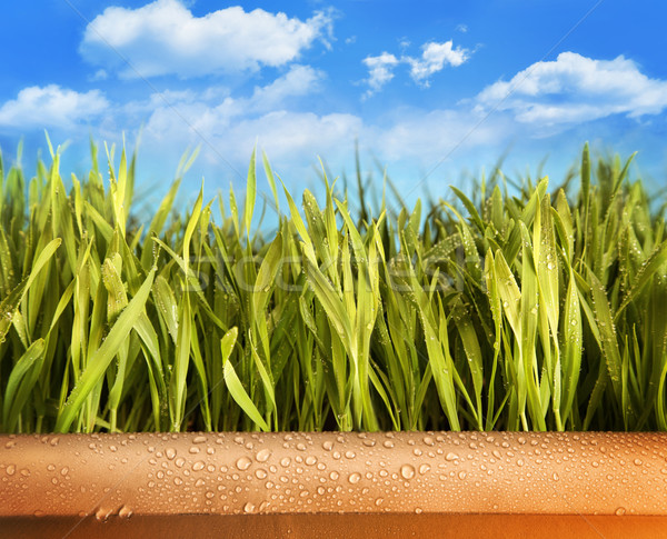 Dorosły trawy puli Błękitne niebo Zdjęcia stock © Sandralise