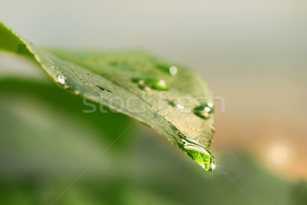 Levél vízcseppek kert háttér zöld élet Stock fotó © Sandralise