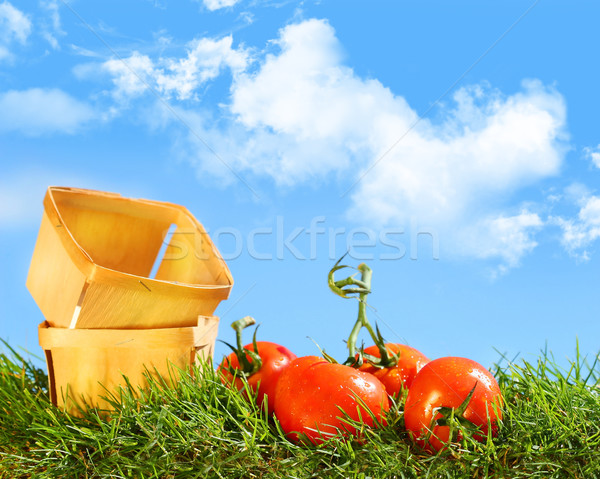 Freshly picked tomatoes Stock photo © Sandralise
