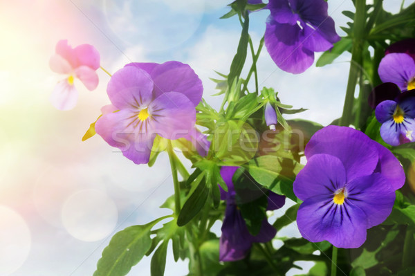 Blue colored pansy flowers against a light background Stock photo © Sandralise