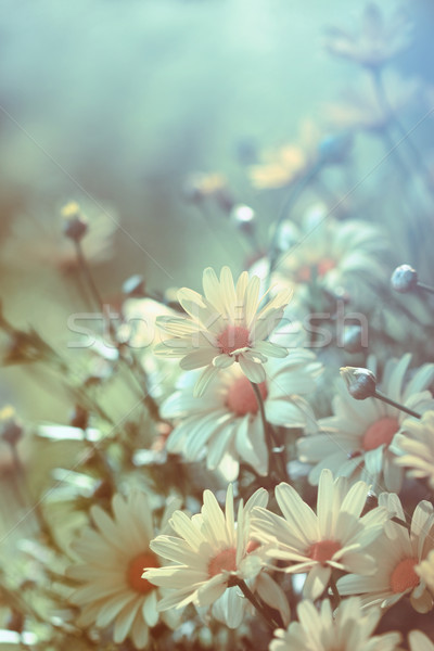 Yellow daisies with soft filtered light Stock photo © Sandralise