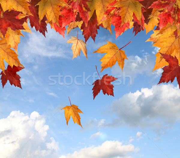 Artar frunze Blue Sky colorat copac fundal Imagine de stoc © Sandralise