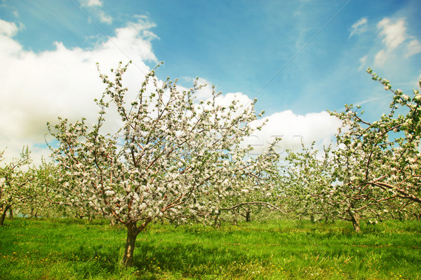 Blossoming apple orchard in spring Stock photo © Sandralise