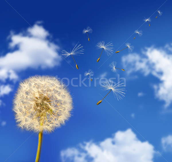 Diente de león semillas viento cielo azul cielo Foto stock © Sandralise
