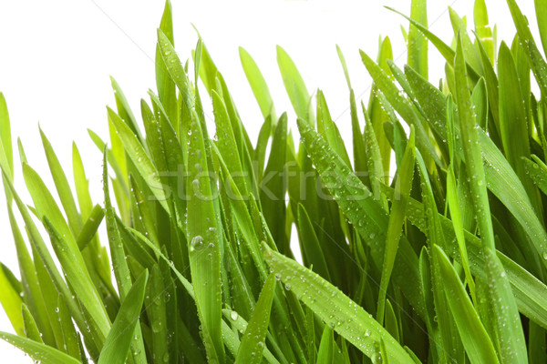 Stock foto: Weizengras · weiß · Wasser · Hintergrund · grünen · Essen