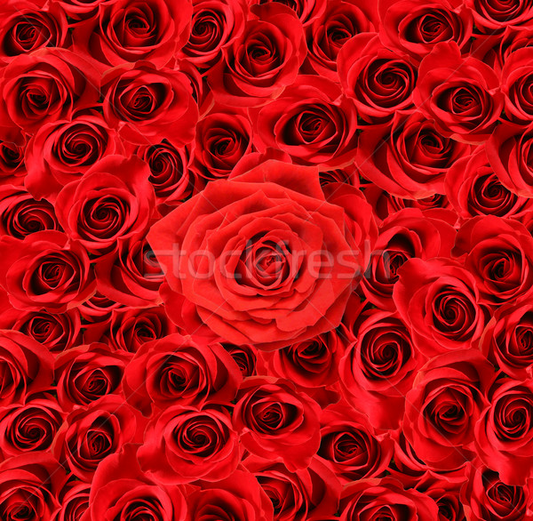 Ver grande rosas vermelhas especial amor rosa Foto stock © Sandralise