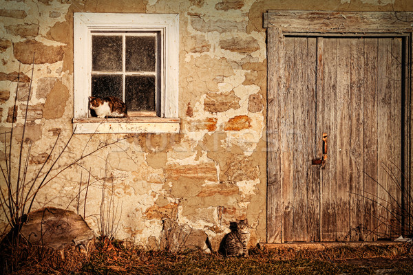 Rural barn wirh cats laying in the sun Stock photo © Sandralise