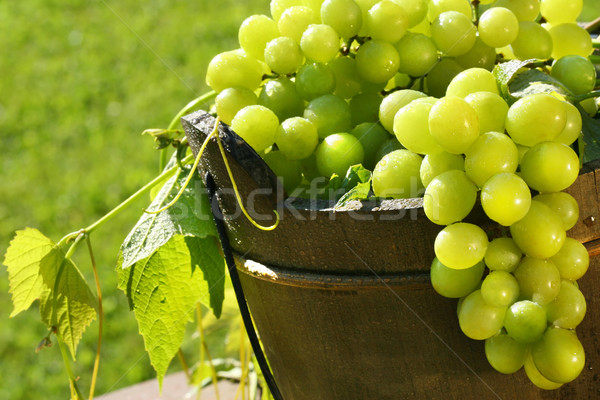 Uvas verdes sol verano alimentos luz frutas Foto stock © Sandralise