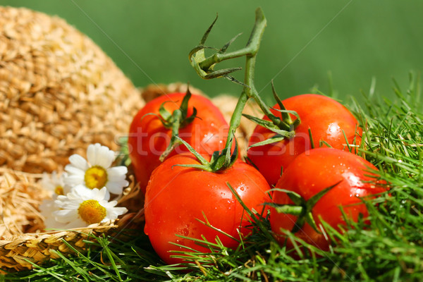 Summer tomatoes Stock photo © Sandralise