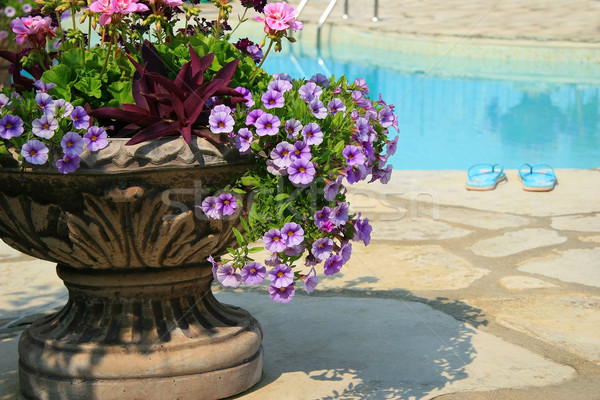 Basen sandały urna pełny kwiaty Zdjęcia stock © Sandralise