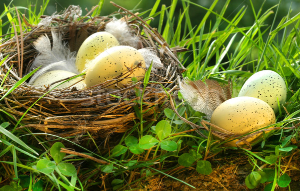 Bird's nest with eggs Stock photo © Sandralise