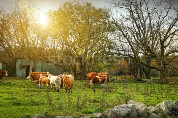 Sığırlar yeşil ot geç sonbahar yeşil siyah Stok fotoğraf © Sandralise