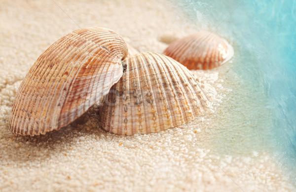 商业照片: 湿·沙·小· 海滩 ·水