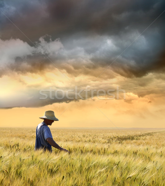 Stock photo: Farmer checking his crop of wheat 