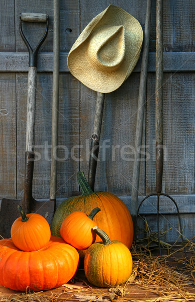 Calabazas herramientas granero herramienta vacaciones Foto stock © Sandralise