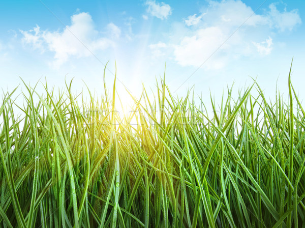 Stock photo: Tall wet grass against a white