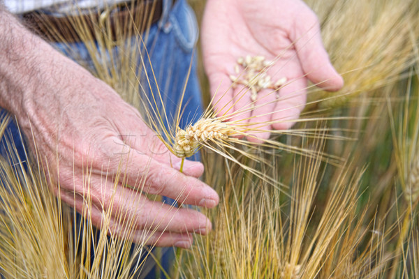 Mãos trigo campo de trigo natureza branco Foto stock © Sandralise