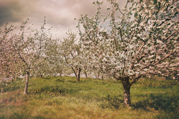 Foto stock: Apple · orchard · primavera · flor · forestales · paisaje