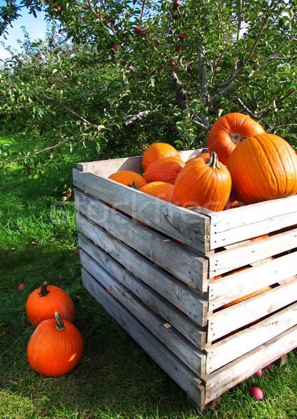 Autumn pumpkins in a apple orchard Stock photo © Sandralise