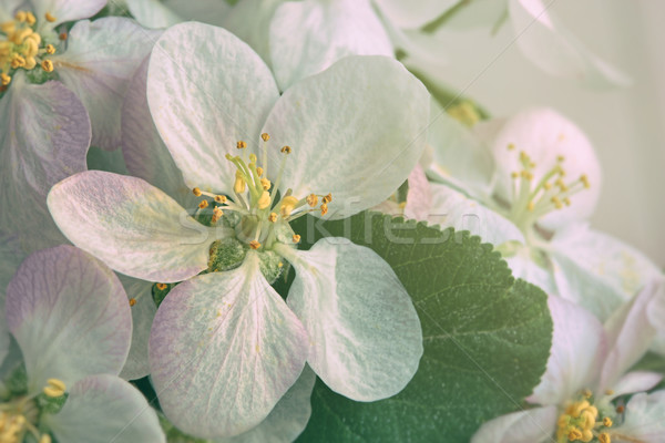 Closeup of apple blossom flowers with filtered light Stock photo © Sandralise