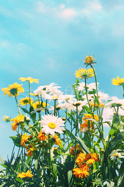 夏季花卉 藍天 天空 花園 健康 美女 商業照片 © Sandralise