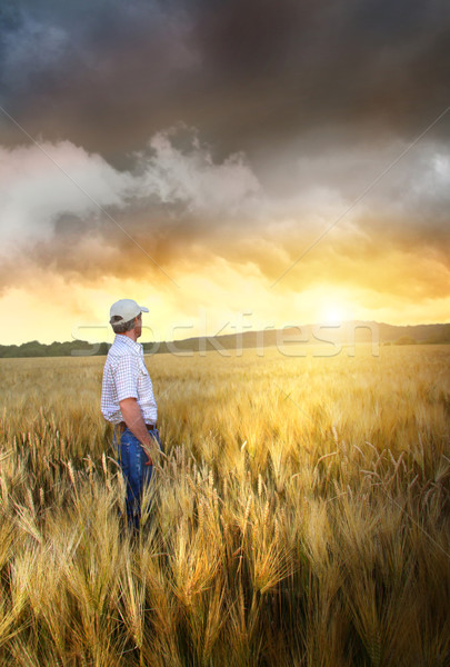 человека Постоянный области пшеницы закат небе Сток-фото © Sandralise