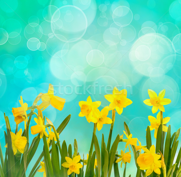 Stock fotó: Tavasz · nárciszok · citromsárga · természet · kert · háttér