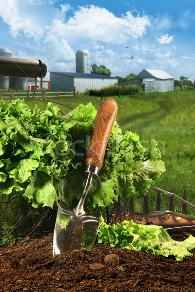Stock photo: Basket of lettuce in garden 