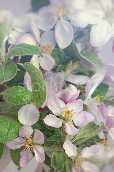 Closeup of apple blossom flowers with soft filtered light Stock photo © Sandralise