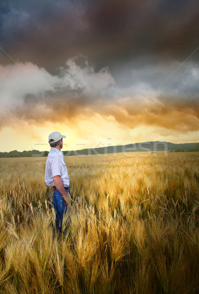 человека Постоянный области пшеницы закат небе Сток-фото © Sandralise
