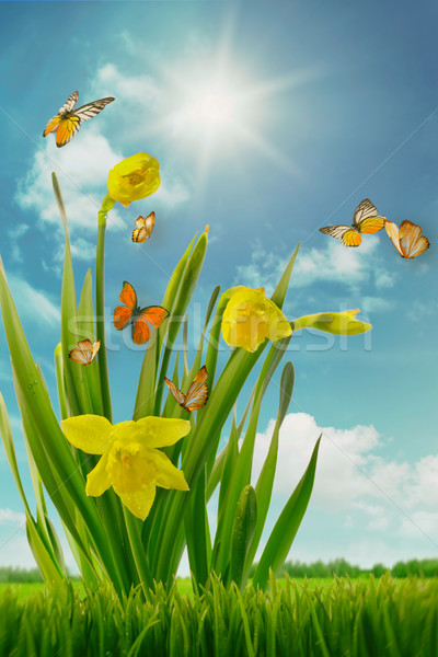 Narcisele fluturi câmp însorit fluture natură Imagine de stoc © Sandralise