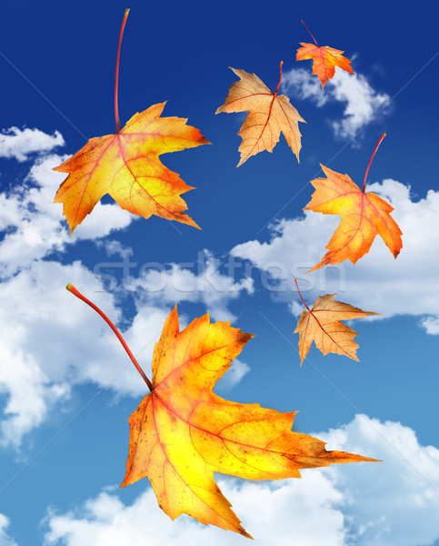 Ahorn Blätter fallen blauer Himmel abstrakten Natur Stock foto © Sandralise