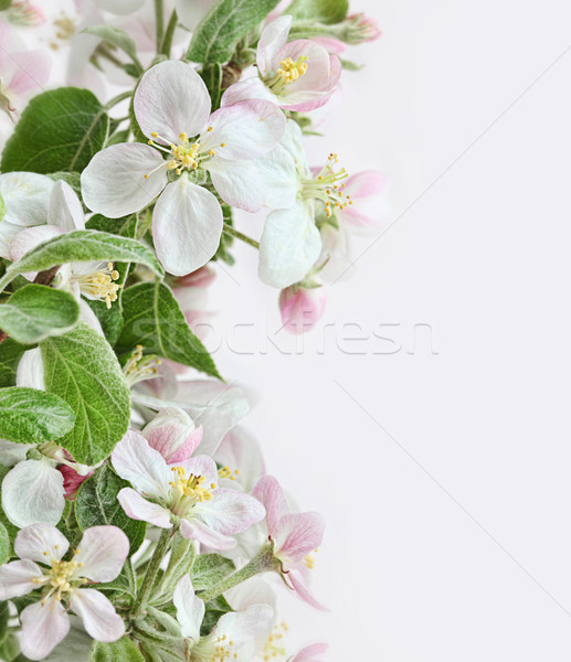 Spring apple blossoms on pink white background Stock photo © Sandralise