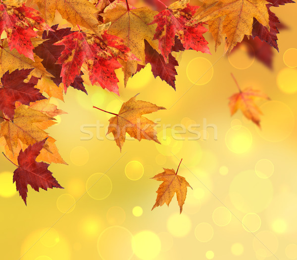 Branch of maple leaves isolated on white Stock photo © Sandralise