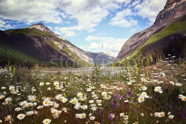 Field of wild flowers with Rocky Mountains in background Stock photo © Sandralise