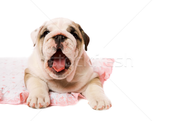 Chiot mois anglais bulldog isolé [[stock_photo]] © sapegina