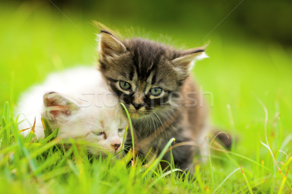 Сток-фото: два · котят · сидят · трава · тесные · вместе